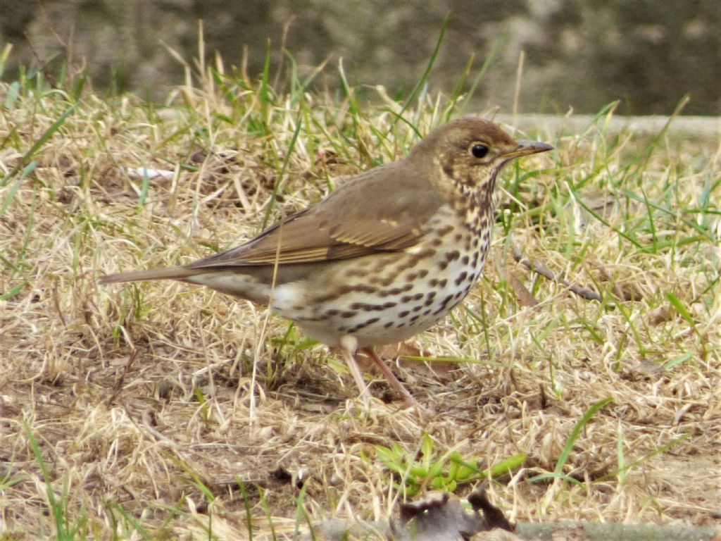 Tordo bottaccio (Turdus philomelos)